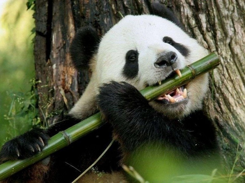 Панда с бамбуком